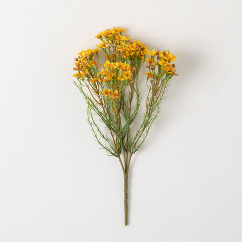 YELLOW WAX FLOWER BUSH